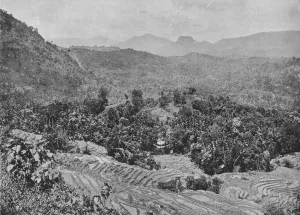Rice Paddy Prints: View of Paddy Field from Kadugannawa Pass