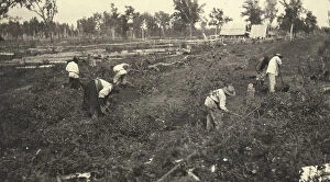 Workers Collection: View of the road construction near the village of Practichi, 1909