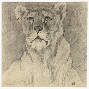 Front View of Seated Lioness, n.d. Creator: Frederik William Zurcher