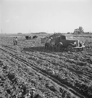 View of sugar beet field with crew loading truck for Nyssa factory, near Ontario, Oregon, 1939. Creator: Dorothea Lange