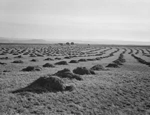 View of Sunset Valley, showing hay and clover... Malheur County, Oregon, 1939. Creator: Dorothea Lange