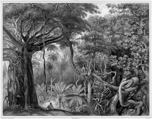 Palm Trees Prints: View Taken in the Forests of Guam Island