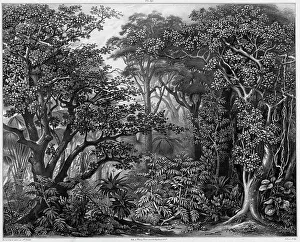 Pacific Islands Prints: View Taken in the Forests of Peel Island