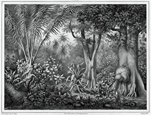 View Taken in the Interior of the Lower Caroline Islands, 19th century. Creators: Friedrich Heinrich Kittlitz, Godefroy Engelmann, Louis-Pierre-Alphonse Bichebois