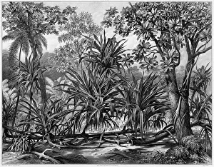 Palm Trees Prints: View Taken in the Woods, Guam Island