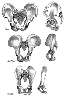 Darwin Prints: Front and side views of the bony pelvis of Man