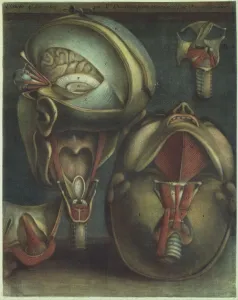 Muscles Prints: Two Views of the Head, 1746. Creator: Jacques Fabien Gautier Dagoty
