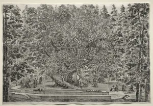 Views of the Villa of Pratolino: The Inhabited Tree. Creator: Stefano Della Bella (Italian