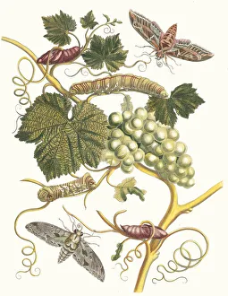 Plant Science Prints: Vigne blanche d Amerique. From the Book Metamorphosis insectorum Surinamensium, 1705