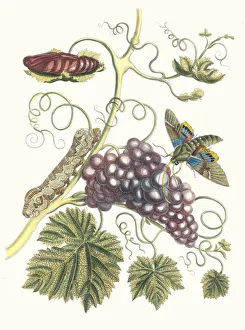 Plant Science Prints: Vigne d Amerique. From the Book Metamorphosis insectorum Surinamensium, 1705