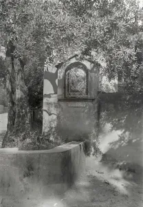 Olive Trees Prints: Villa Bel Riposo, San Domenico, Tuscany, Italy, 1925. Creator: Frances Benjamin Johnston
