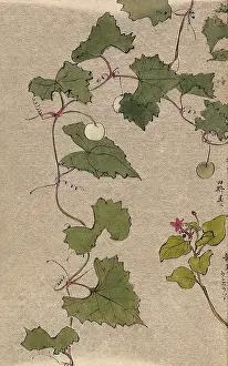 Edible Prints: A vine with fruit and a second unidentified plant with flowers. Creator: Unknown