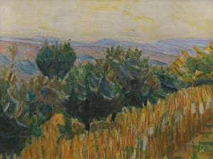 Florence Tuscany Italy Europe Prints: The Vine against the Light. A wheat field in the foreground