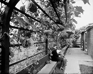 Club House Prints: Vines in the rear of officers club