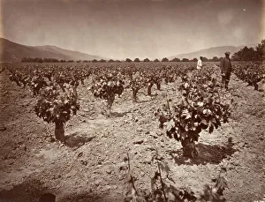 Vineyard Prints: Vineyard of Camulos Ranch, 1876, printed ca. 1876. Creator: Carleton Emmons Watkins