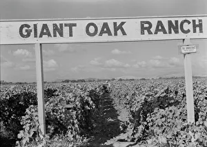 Vineyard Prints: Vineyard during harvest, Tulare County, California, 1938. Creator: Dorothea Lange