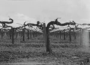 Vineyard Prints: Vineyard during pruning, Tulare County, California, 1939. Creator: Dorothea Lange