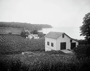 Vineyard Prints: Vineyards, Put-in-Bay, Ohio, between 1880 and 1899. Creator: Unknown