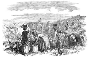Picker Prints: The Vintage, in Medoc, near Bordeaux, 1854. Creator: William Thomas