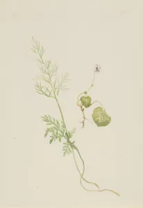 Watercolor On Paper Prints: Viola palustris, ca. 1917-1918. Creator: Mary Vaux Walcott