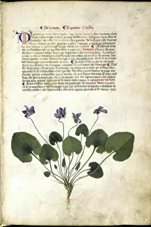 Violet plant, c1400. Creator: Unknown