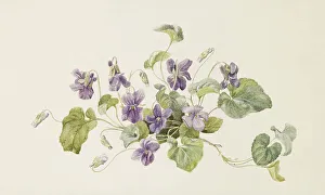 Sweet Violet Prints: Violets, c1875. Creator: Gerardina Jacoba van de Sande Bakhuyzen