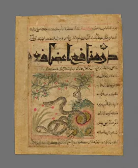 Adder Prints: Viper in a Rocky Garden from Manafi al-Hayawan (On the Usefulness of Animals) of Ibn