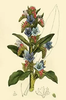 Geoffrey Gallery: Vipers Bugloss, late 18th-early 19th century, (1944). Creator: Unknown