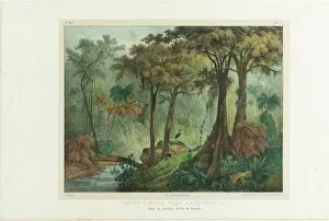 Johann Moritz 1802 1858 Collection: Virgin Forest Near Manqueritipa. From 'Malerische Reise in Brasilien', 1835