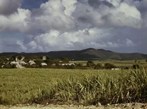 Plantation Collection: The Virgin Islands, sugar cane country, 1941. Creator: Jack Delano