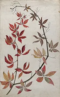 Changing Prints: Virginia creeper (Parthenocissus quinquefolia): stem with coloured autumn leaves