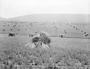 Sheaf Prints: Virginia wheat, Vicinity of Sperryville, 1936. Creator: Dorothea Lange