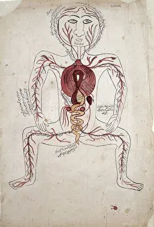 Copy Prints: The viscera and the arterial system, (between 1800 and 1899?). Creator: Unknown