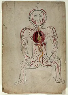 Copy Prints: The viscera and the venous system, (between 1800 and 1899?). Creator: Unknown