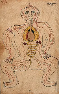 Copy Prints: The viscera and the venous system, (between 1800 and 1899?). Creator: Unknown