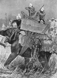 The Raj Prints: The Visit of the Prince of Wales to India, 1876: The Princes Elephant charged by a Tiger