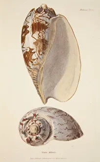 Shell Prints: Voluta Miltonis, pub. 1833 (hand coloured engraving)