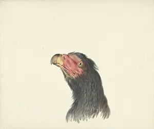 Vulture Prints: Vulture, 1763-1824. Creator: Circle of François Le Vaillant