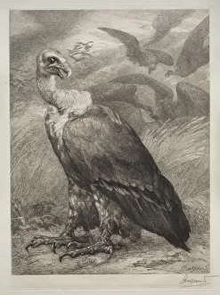 The Vulture, 1904. Creator: Felix Bracquemond (French, 1833-1914); Emil Dolot