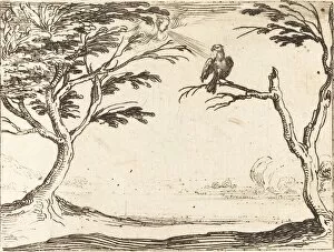 Perched Gallery: The Vulture. Creator: Jacques Callot