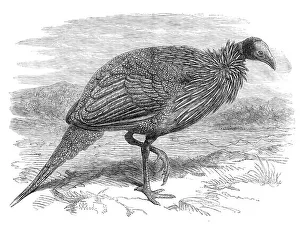 The Vulturine Guinea-Fowl in the Zoological Society's Gardens, 1870. Creator: Unknown