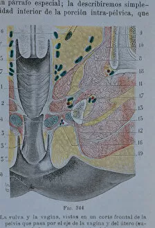 Medicine Collection: Vulva and vagina: a front sectional view of the pelvis which passes through the axis