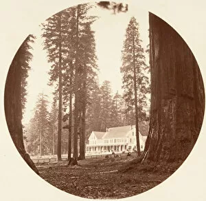 Big Tree Collection: W. C. Bryant - Calaveras Grove, ca. 1878. Creator: Carleton Emmons Watkins
