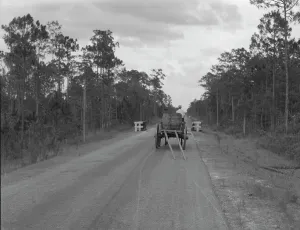 Wagon hauling turpentine out of the woods, Georgia, 1937. Creator: Dorothea Lange