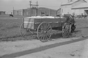 Cotton Gallery: Wagonload of cotton near the gin. Vicinity of Moundville, Alabama, 1936. Creator: Walker Evans