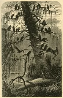 Birds Of Prey Gallery: Waiting for Decomposition, 1872. Creator: Frederick William Quartley
