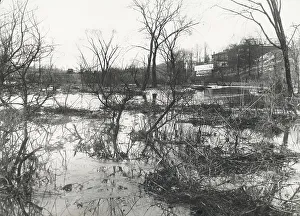 Marsh Prints: Before at Wakefield, New York City