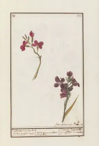 Wallflower (Erysimum cheiri), 1790-1799. Creator: Jan Garemijn