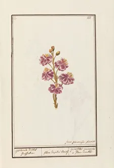 Wallflower (Erysimum cheiri), 1790-1799. Creator: Jan Garemijn