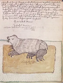 Drake Francis Prints: A walrus, 1677. Creator: Unknown